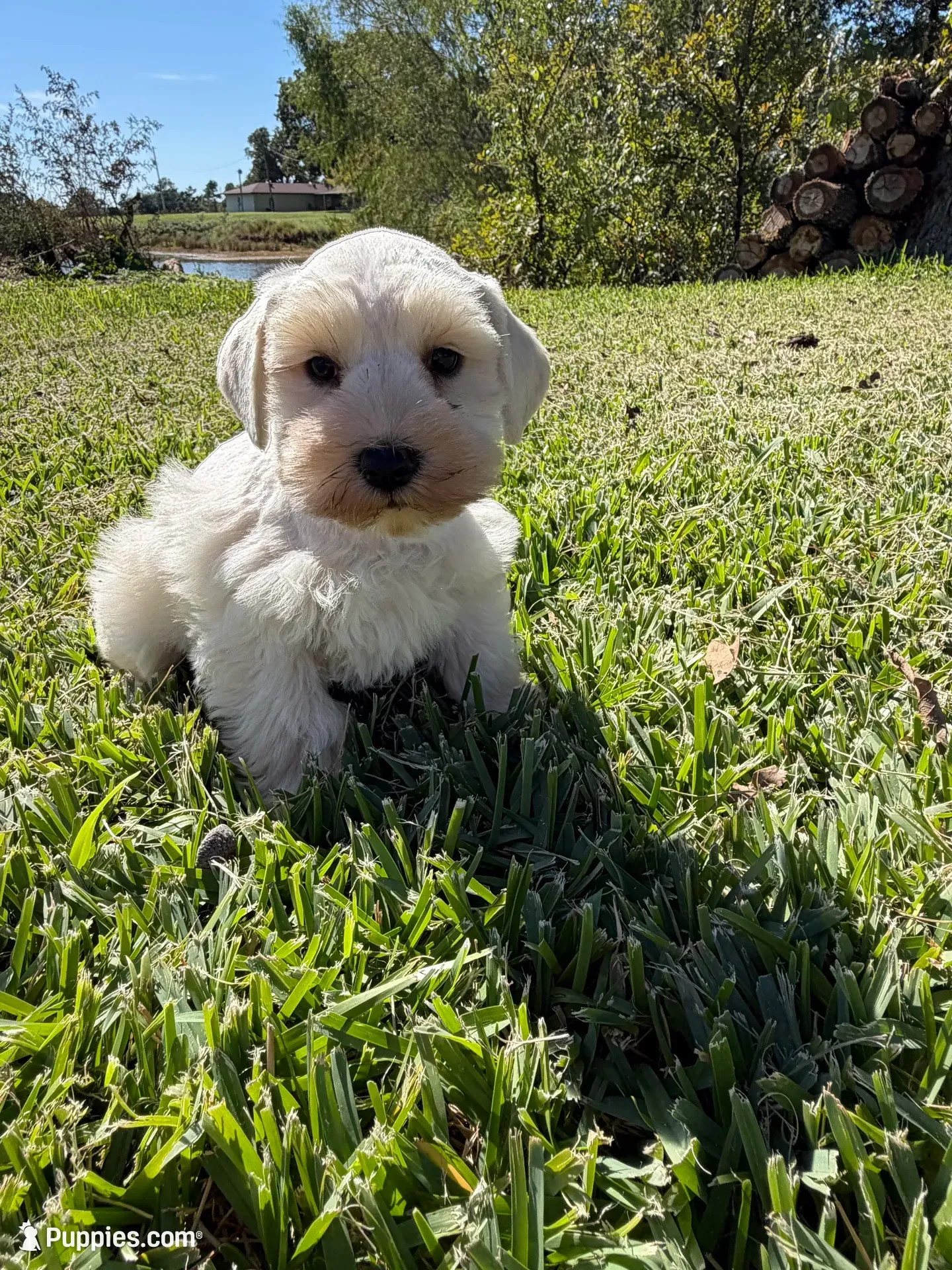 Cotton, a female Miniature Schnauzer for sale in Marietta, OK – 1 of 6