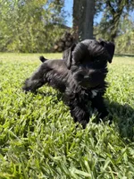 Lane, a female Miniature Schnauzer for sale in Marietta, OK – 4 of 9
