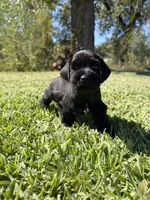 Madono , a male Miniature Schnauzer for sale in Marietta, OK – 2 of 8