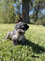 Jojo , a male Miniature Schnauzer for sale in Marietta, OK – 4 of 5