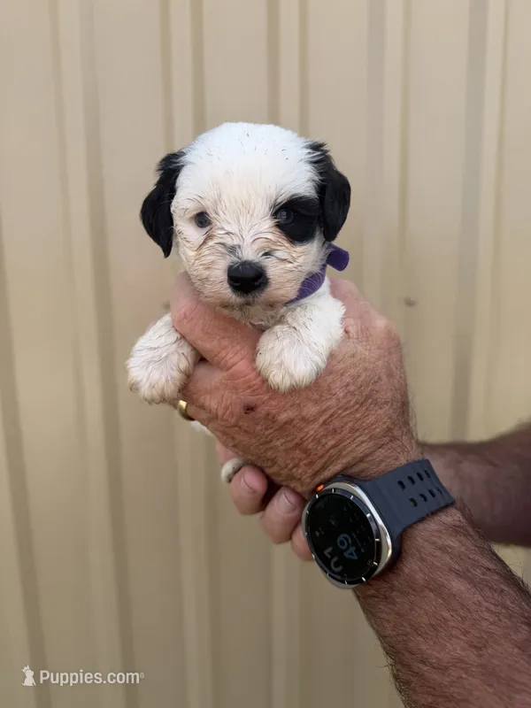 Rue – Miniature Schnauzer puppy for sale in Marietta, OK