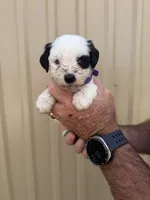 Rue, a female Miniature Schnauzer for sale in Marietta, OK – 1 of 2