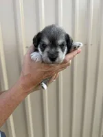 Slade, a male Miniature Schnauzer for sale in Marietta, OK – 4 of 5