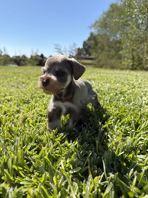 Thor – Miniature Schnauzer puppy for sale in Marietta, OK