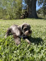 Rusty, a male Miniature Schnauzer for sale in Marietta, OK – 5 of 7