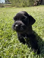 Madono , a male Miniature Schnauzer for sale in Marietta, OK – 5 of 8