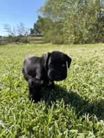 Jeter, a male Miniature Schnauzer for sale in Marietta, OK – 3 of 6
