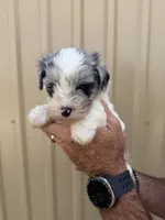 Knox, a male Miniature Schnauzer for sale in Marietta, OK – 2 of 3