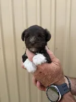 Breeze, a female Miniature Schnauzer for sale in Marietta, OK – 2 of 3