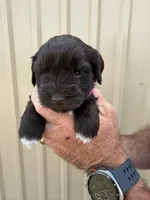 Joley , a female Miniature Schnauzer for sale in Marietta, OK – 2 of 3