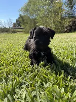 Lane, a female Miniature Schnauzer for sale in Marietta, OK – 7 of 9