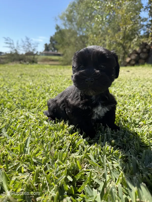 Stony – Miniature Schnauzer puppy for sale in Marietta, OK