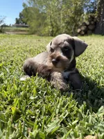 Rusty, a male Miniature Schnauzer for sale in Marietta, OK – 2 of 7