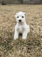 Wendy , a female Miniature Schnauzer for sale in Marietta, OK – Photo 8 of 8