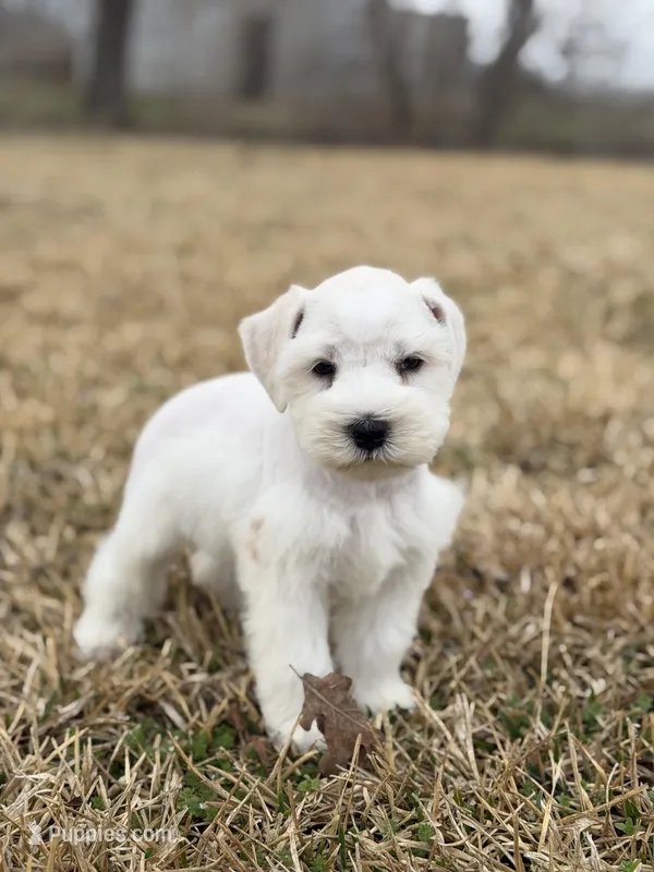 Wendy  – Miniature Schnauzer puppy for sale in Marietta, OK