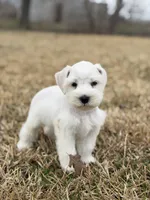 Wendy , a female Miniature Schnauzer for sale in Marietta, OK – Photo 1 of 8
