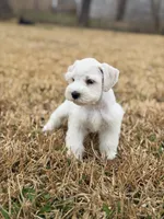 Wendy , a female Miniature Schnauzer for sale in Marietta, OK – Photo 7 of 8