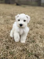 Wendy , a female Miniature Schnauzer for sale in Marietta, OK – Photo 3 of 8