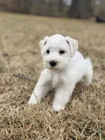 Wendy , a female Miniature Schnauzer for sale in Marietta, OK – Photo 4 of 8