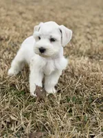 Wendy , a female Miniature Schnauzer for sale in Marietta, OK – Photo 6 of 8