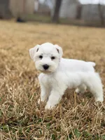 Wendy , a female Miniature Schnauzer for sale in Marietta, OK – Photo 5 of 8