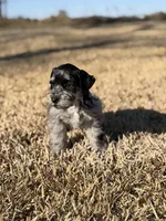 Chunk, a male Miniature Schnauzer for sale in Marietta, OK – Photo 4 of 4