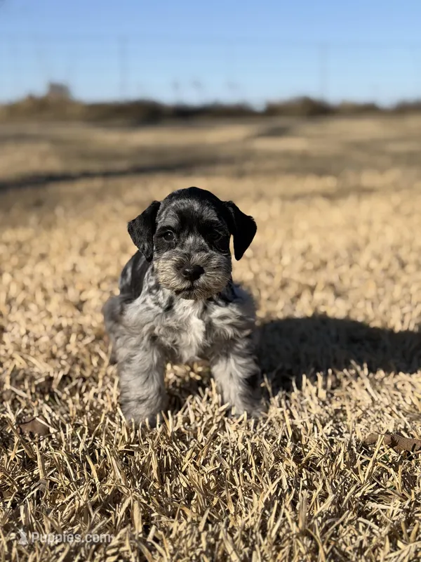 Chunk – Miniature Schnauzer puppy for sale in Marietta, OK