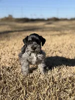 Chunk, a male Miniature Schnauzer for sale in Marietta, OK – Photo 1 of 4