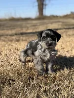 Chunk, a male Miniature Schnauzer for sale in Marietta, OK – Photo 2 of 4