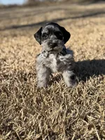 Chunk, a male Miniature Schnauzer for sale in Marietta, OK – Photo 3 of 4