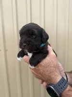 Benji, a male Miniature Schnauzer for sale in Marietta, OK – 3 of 3