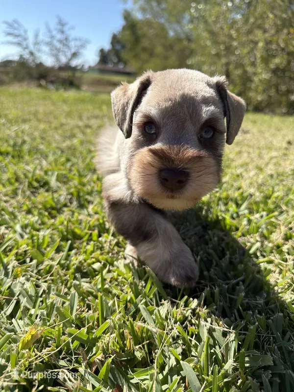 Brittle, a female Miniature Schnauzer for sale in Marietta, OK – 1 of 8