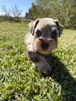 Brittle, a female Miniature Schnauzer for sale in Marietta, OK – 1 of 8