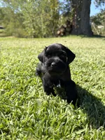 Madono , a male Miniature Schnauzer for sale in Marietta, OK – 7 of 8