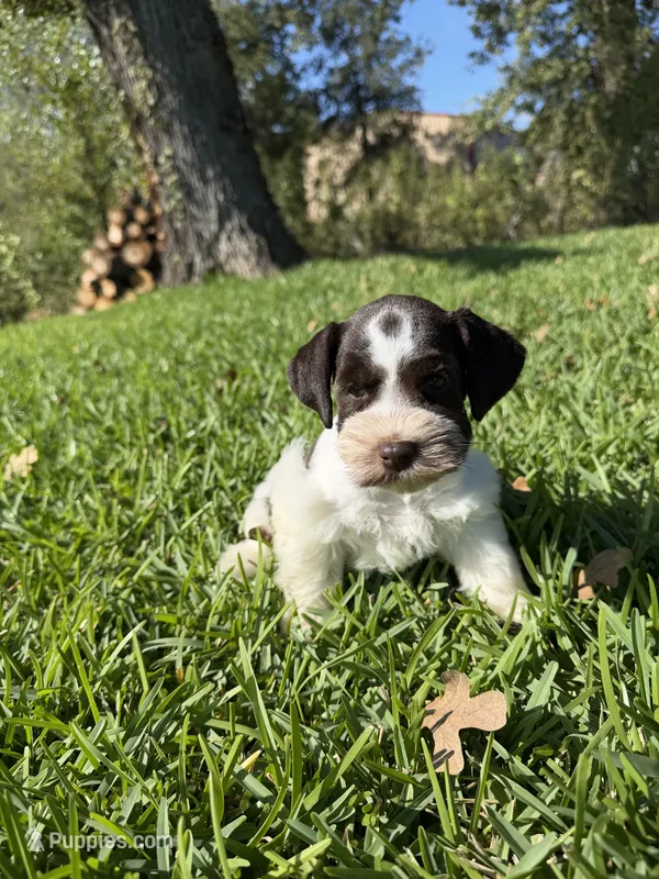 Dot  – Miniature Schnauzer puppy for sale in Marietta, OK
