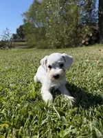 Powder, a female Miniature Schnauzer for sale in Marietta, OK – 3 of 6