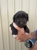 Joley , a female Miniature Schnauzer for sale in Marietta, OK – 1 of 3