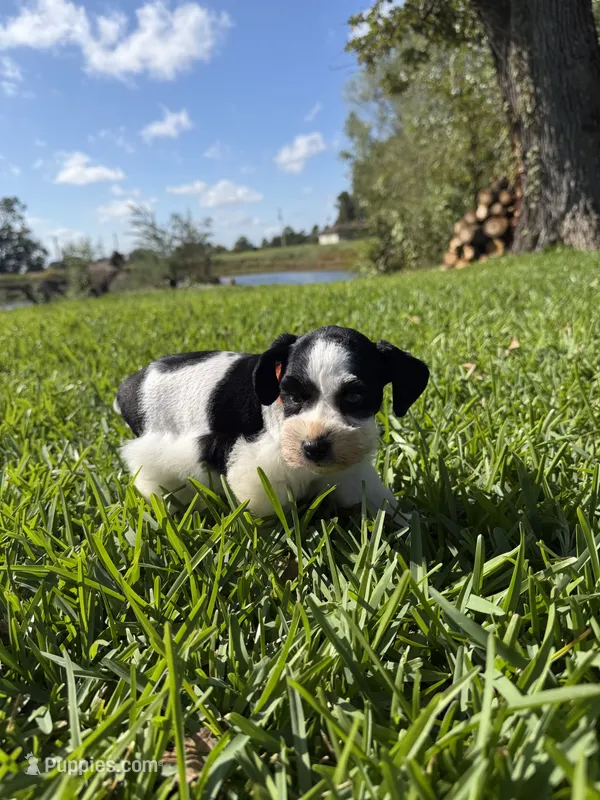 Gill – Miniature Schnauzer puppy for sale in Marietta, OK