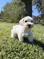 Hobie, a male Miniature Schnauzer for sale in Marietta, OK – 4 of 5