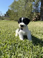 Jonah, a male Miniature Schnauzer for sale in Marietta, OK – 2 of 6
