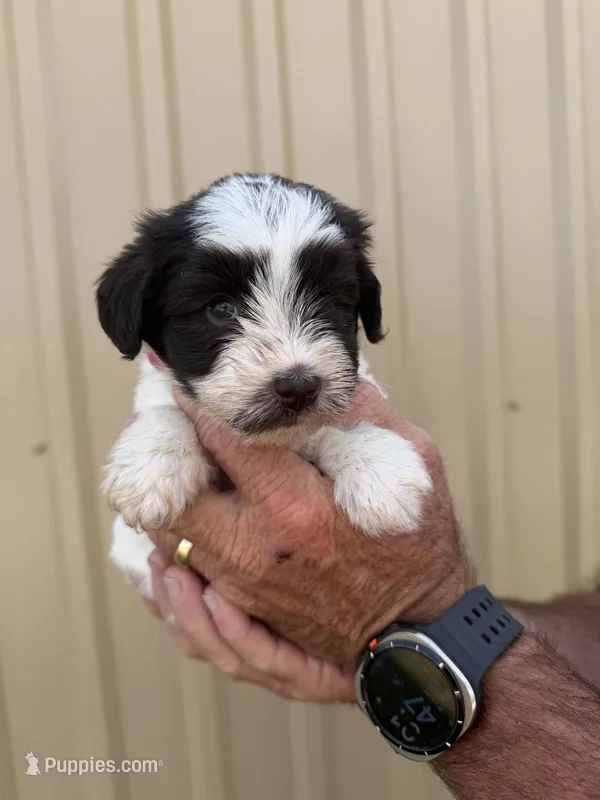 Dot  – Miniature Schnauzer puppy for sale in Marietta, OK