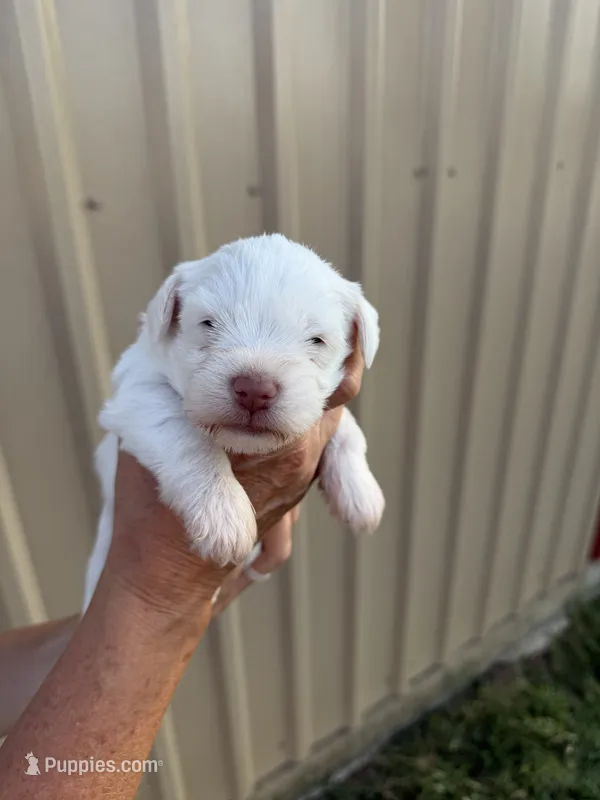 Aspen – Miniature Schnauzer puppy for sale in Marietta, OK