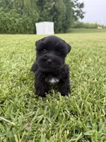 Cosmo , a male Miniature Schnauzer for sale in Marietta, OK – 1 of 3