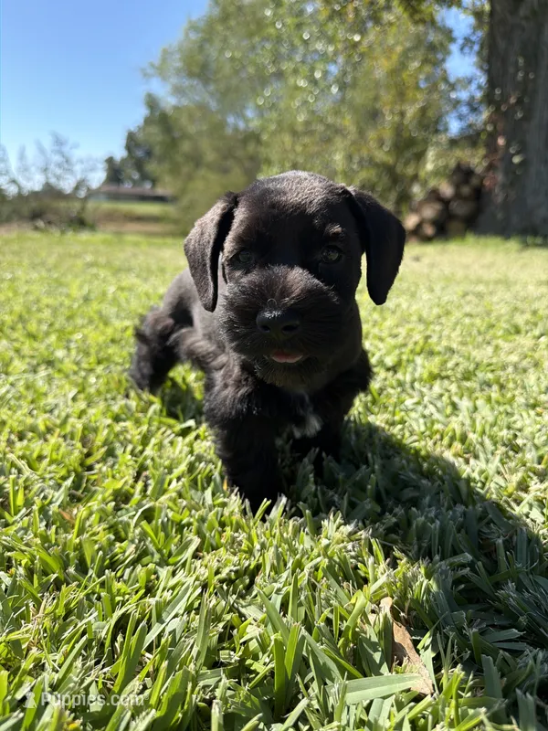 Simone, a female Miniature Schnauzer for sale in Marietta, OK – 1 of 7