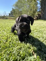 Simone, a female Miniature Schnauzer for sale in Marietta, OK – 1 of 7