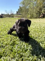 Simone, a female Miniature Schnauzer for sale in Marietta, OK – 7 of 7