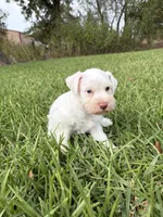 Aspen, a female Miniature Schnauzer for sale in Marietta, OK – 5 of 5