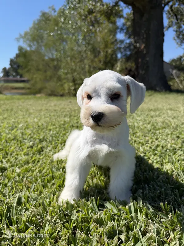 Hobie, a male Miniature Schnauzer for sale in Marietta, OK – 1 of 5