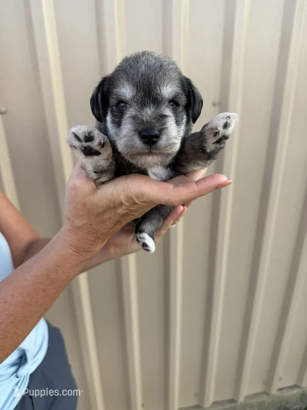 Slade – Miniature Schnauzer puppy for sale in Marietta, OK