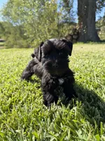Lane, a female Miniature Schnauzer for sale in Marietta, OK – 8 of 9